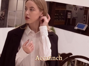 Accafinch