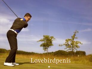 Lovebirdpenis