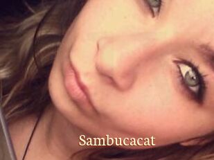 Sambucacat